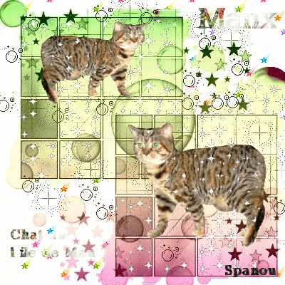 Manx  ou chat de l ile de Man