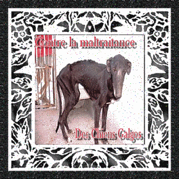 Petition; contre la maltraitance des chiens Galgos en Espagne