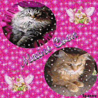 races de chat : Maine Coon