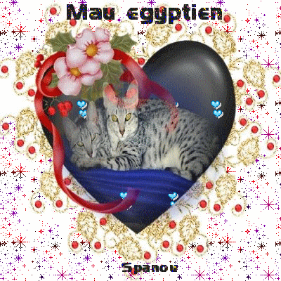 races de chat : Mau Egyptien