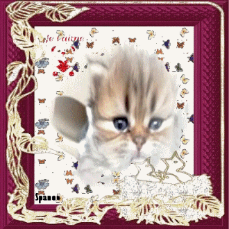 Chaton attendrissant