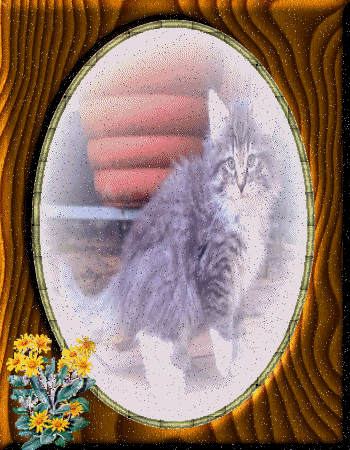 Races de chats:  Le Norvegien