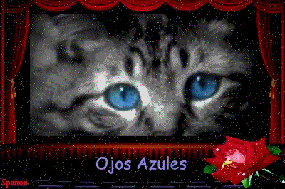Races de chats; Ojos Azules