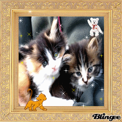 Miaulement du Scittish kitten