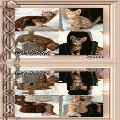 Race de chat : Ocicat