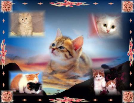 Cadeau recu de Bellisima