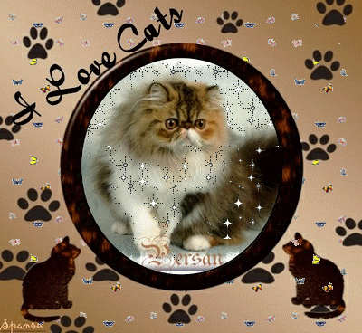 Races de chats:  Persan