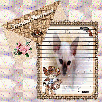 Races de chats:  L'Oriental Shorthair