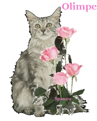 nOMS DE CHAT : Olimpe