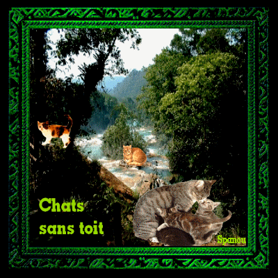 Chats sans toit