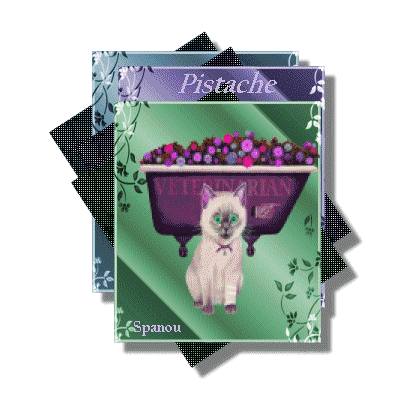 Noms de chats......  pistache