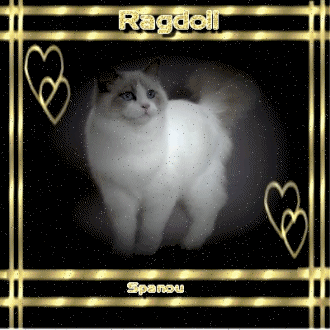 Race de chats: Ragdoll