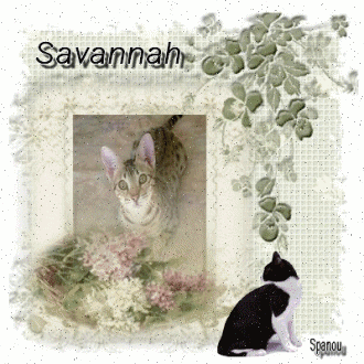 Race de chat : Savannah