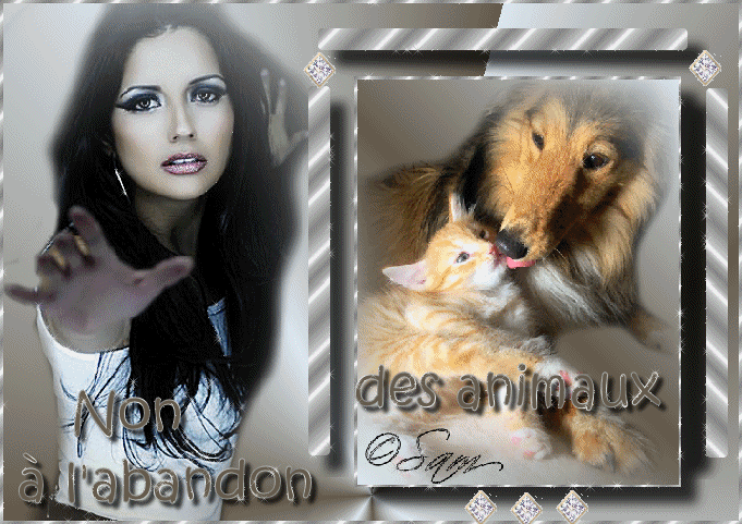 Stop aux abandons des animaux!!