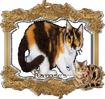 Nom de chat : Ramses