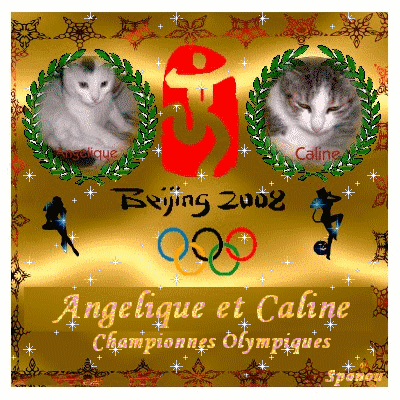 Mes puces, championnes Olympiques des jo de BEjiing des..chats !!