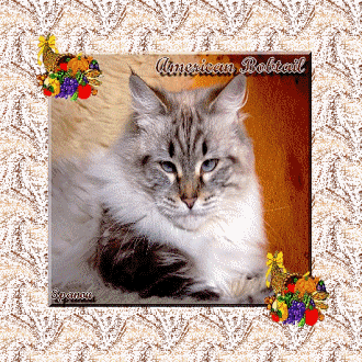 Races de chats:  American Bobtail
