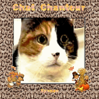 Chat Chanteur