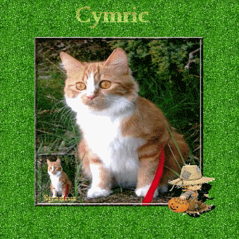 Races de chats: Cymric