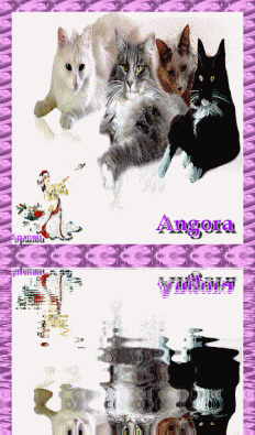 Races de chat ; Angora