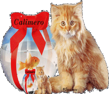 Noms de chats:  Calimero