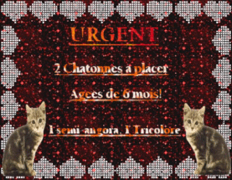 Urgent ! 2 chatonnes a placer!