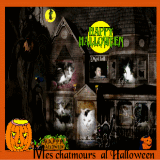 Mes chatmours a l'Halloween