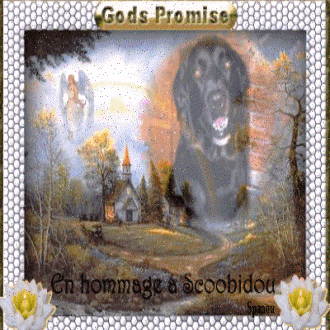 Hommage � Scoobidou