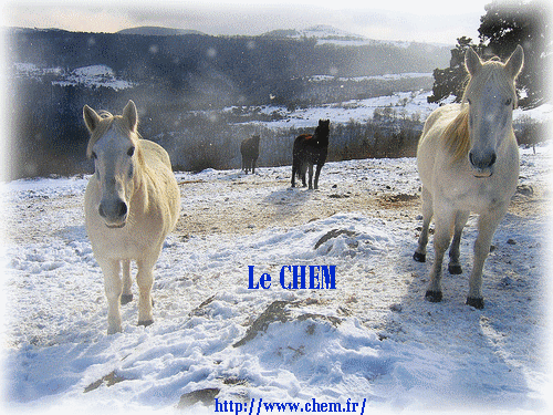 Refuge Animalier: Le CHEM