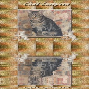 Races de chats: Europeen