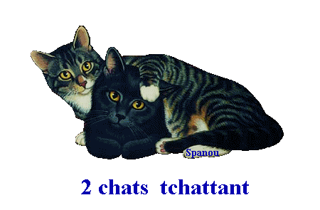 2 chats chattant