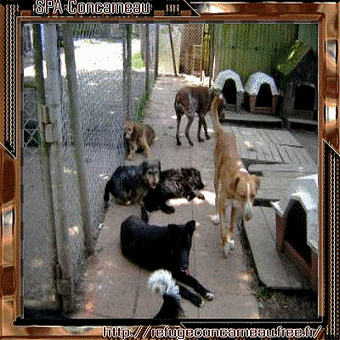 Refuge Animalier: SPA De Concarneau