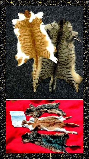 COMMERCE DE PEAUX DE CHATS EN SUISSE!