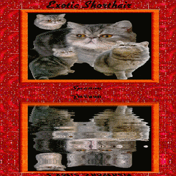 Races de chats: Exotic Shorthair