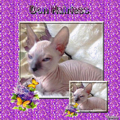 Races de chats: dON hAIRLESS