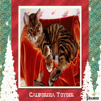 California toyger