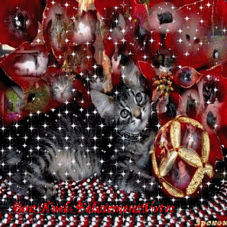 Pour Felinementvotre