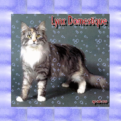 Lynx Domestique